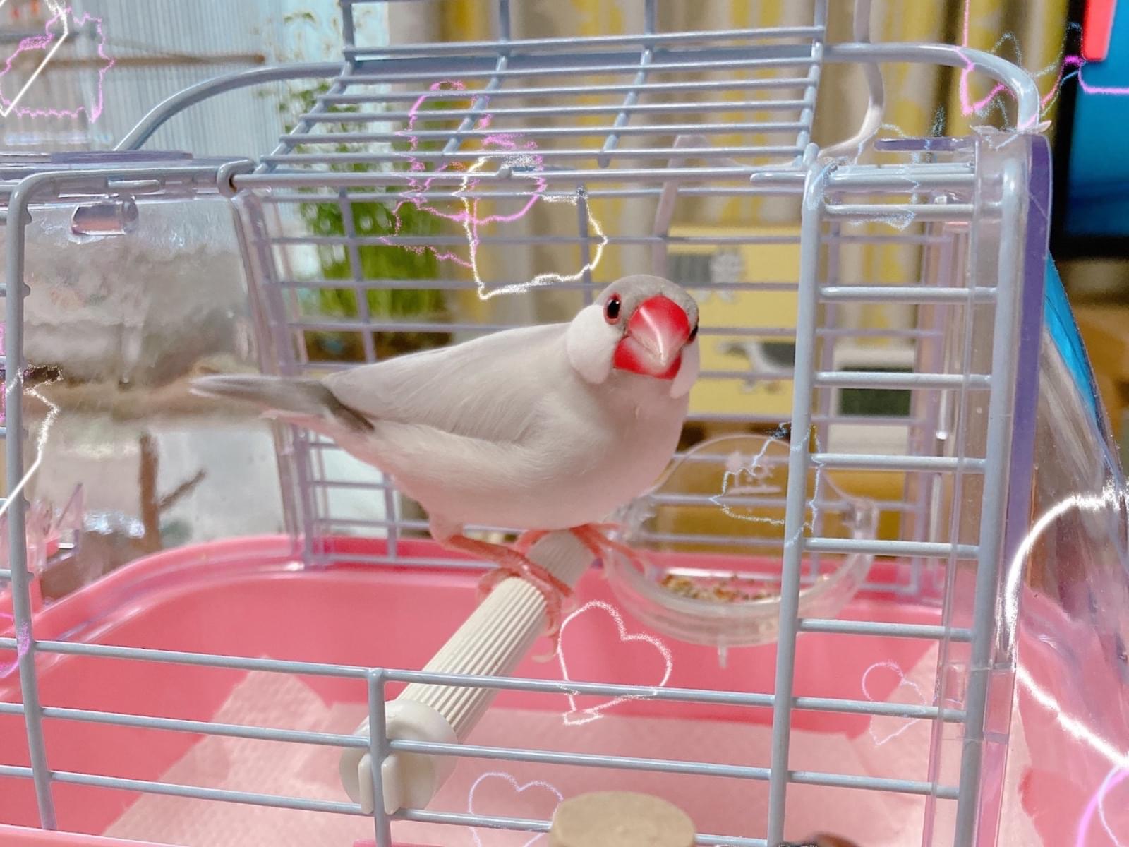 あられちゃん あられちゃん