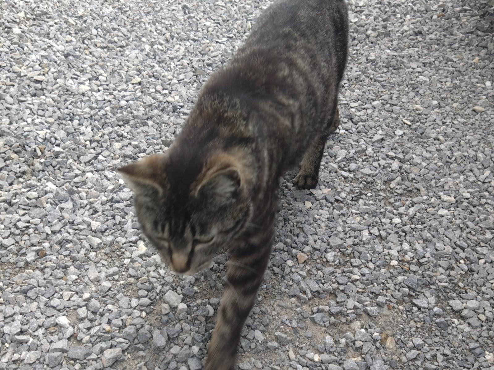 目撃された猫 目撃された猫
