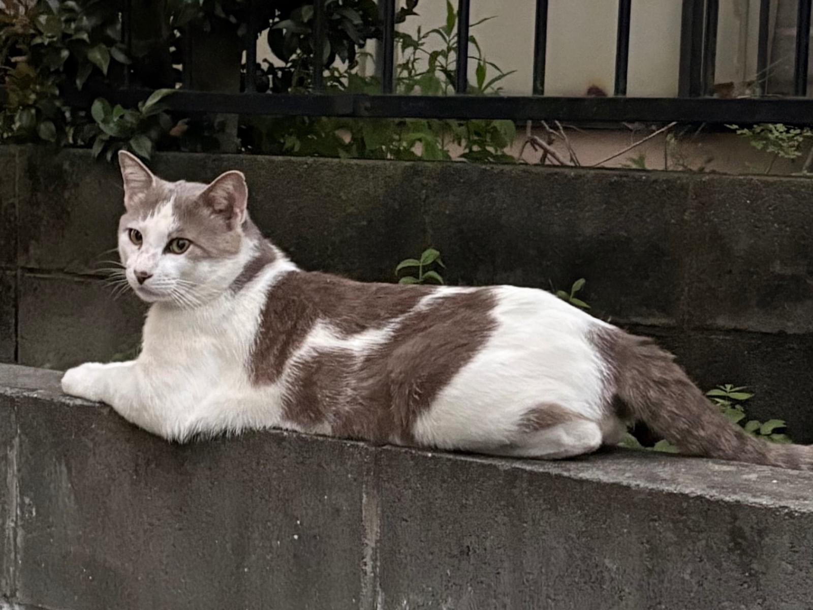 目撃された猫 目撃された猫