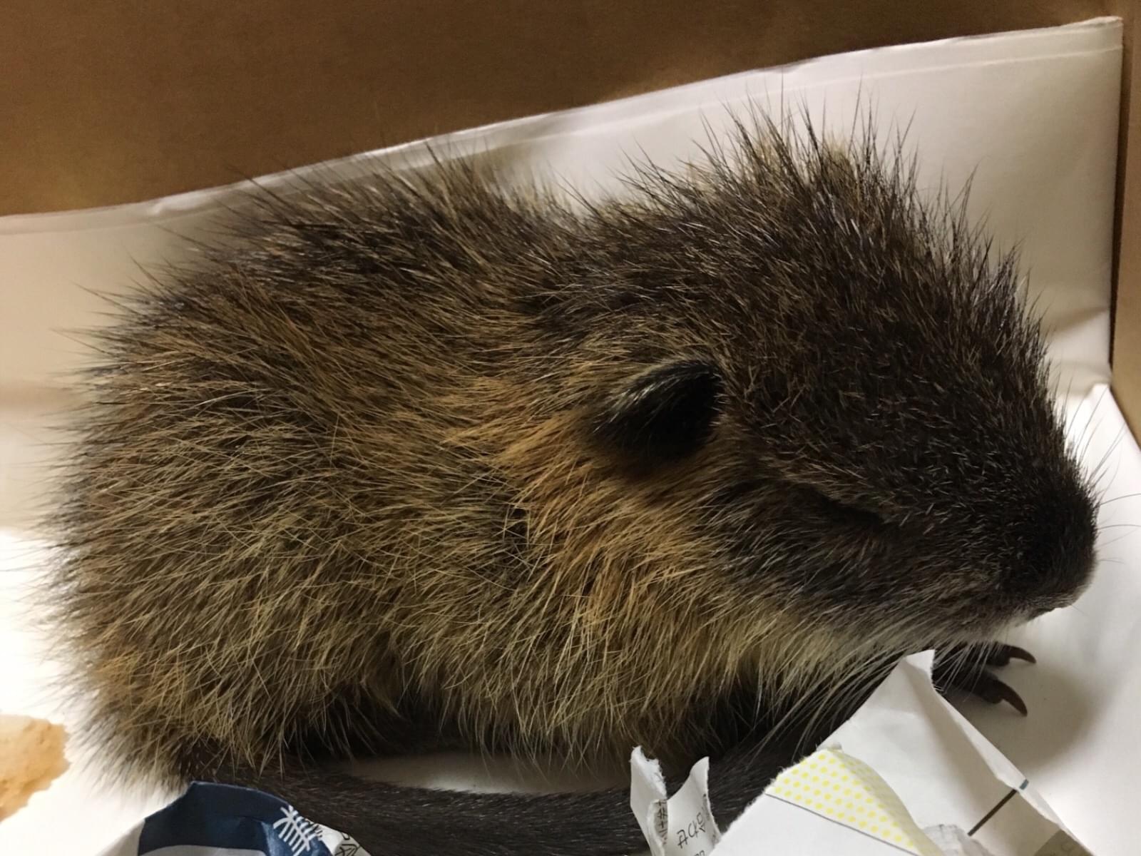 保護されたペット 保護されたペット