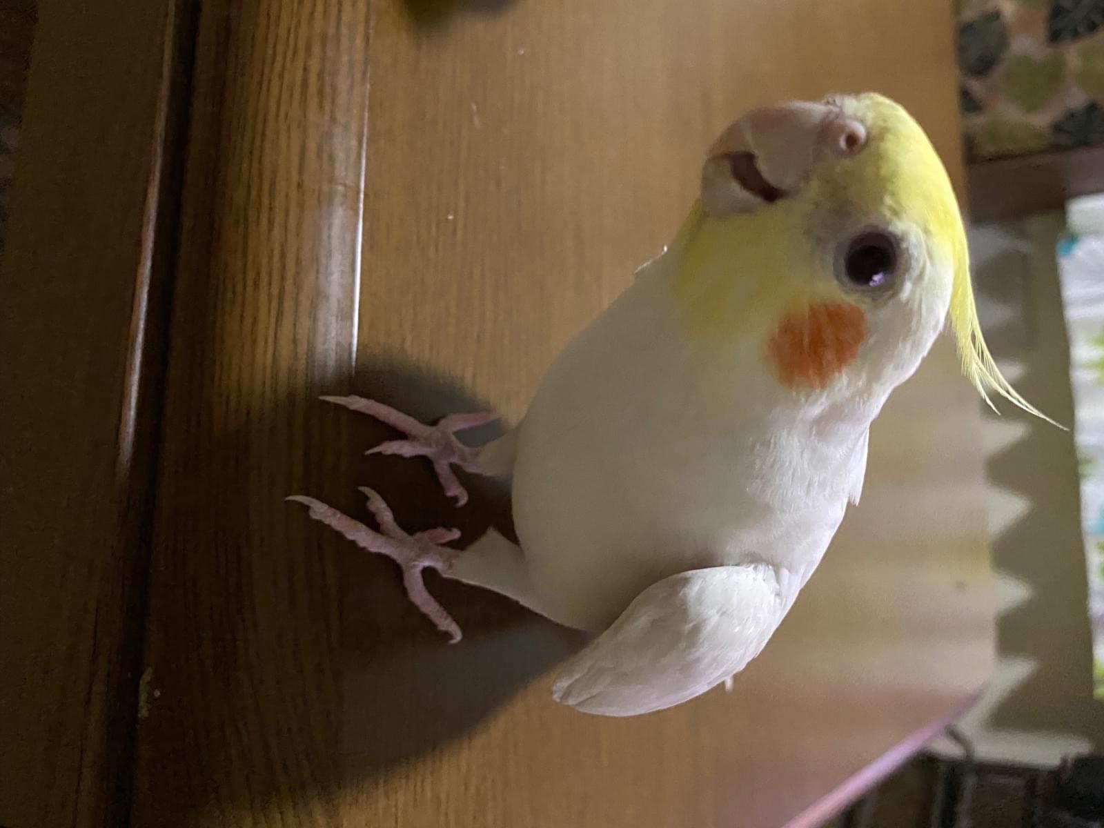 マシュちゃん マシュちゃん