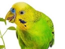目撃された鳥 目撃された鳥