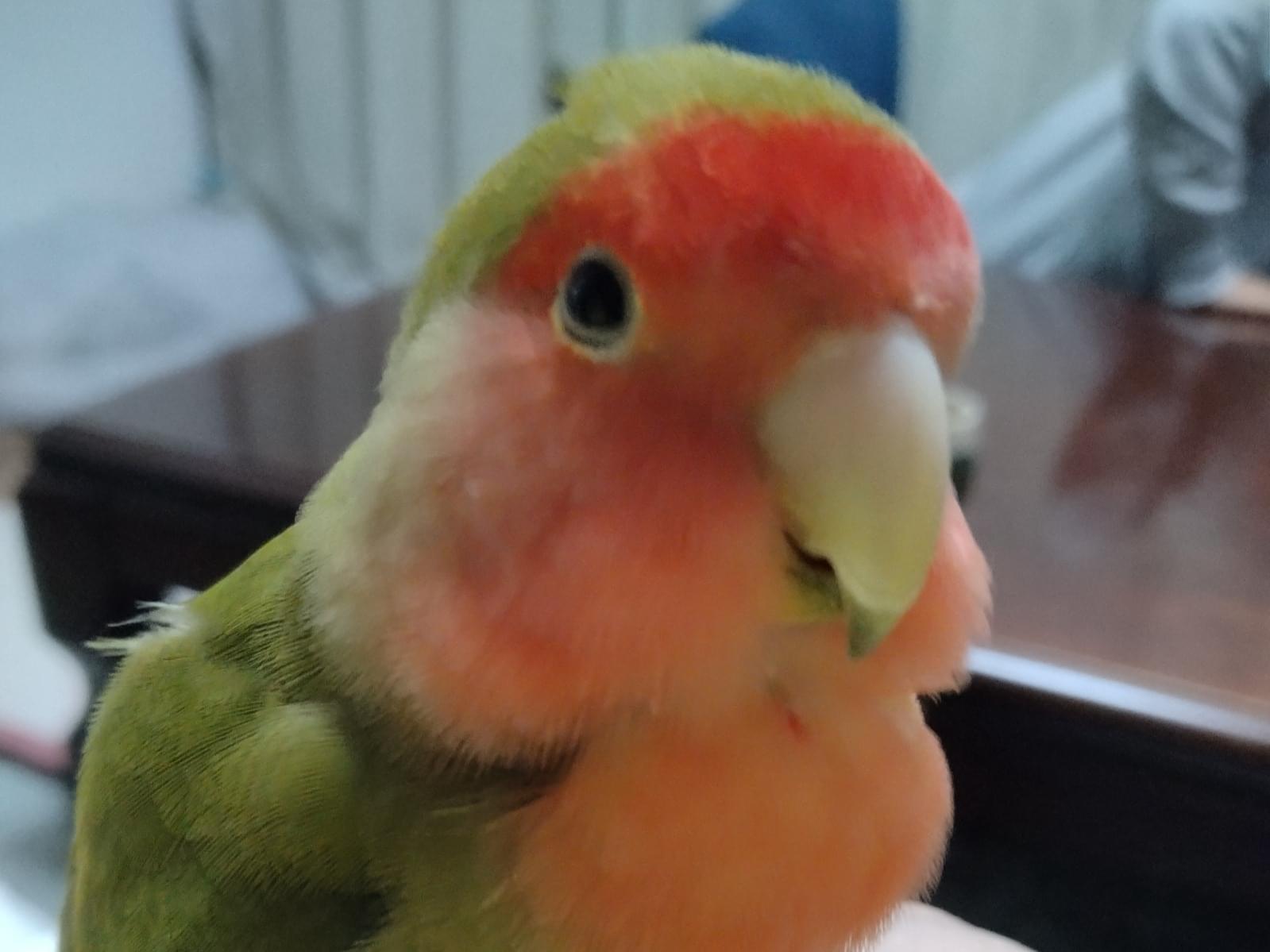 はなちゃん はなちゃん