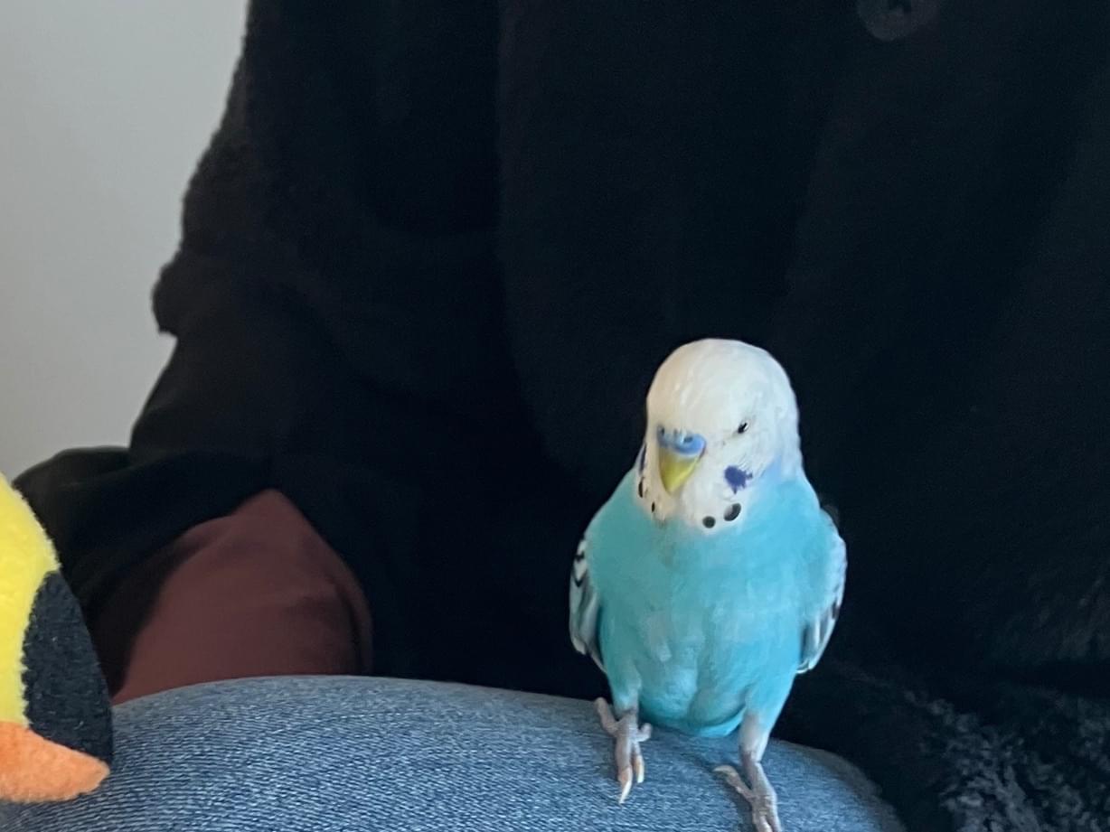 ピーコちゃん ピーコちゃん