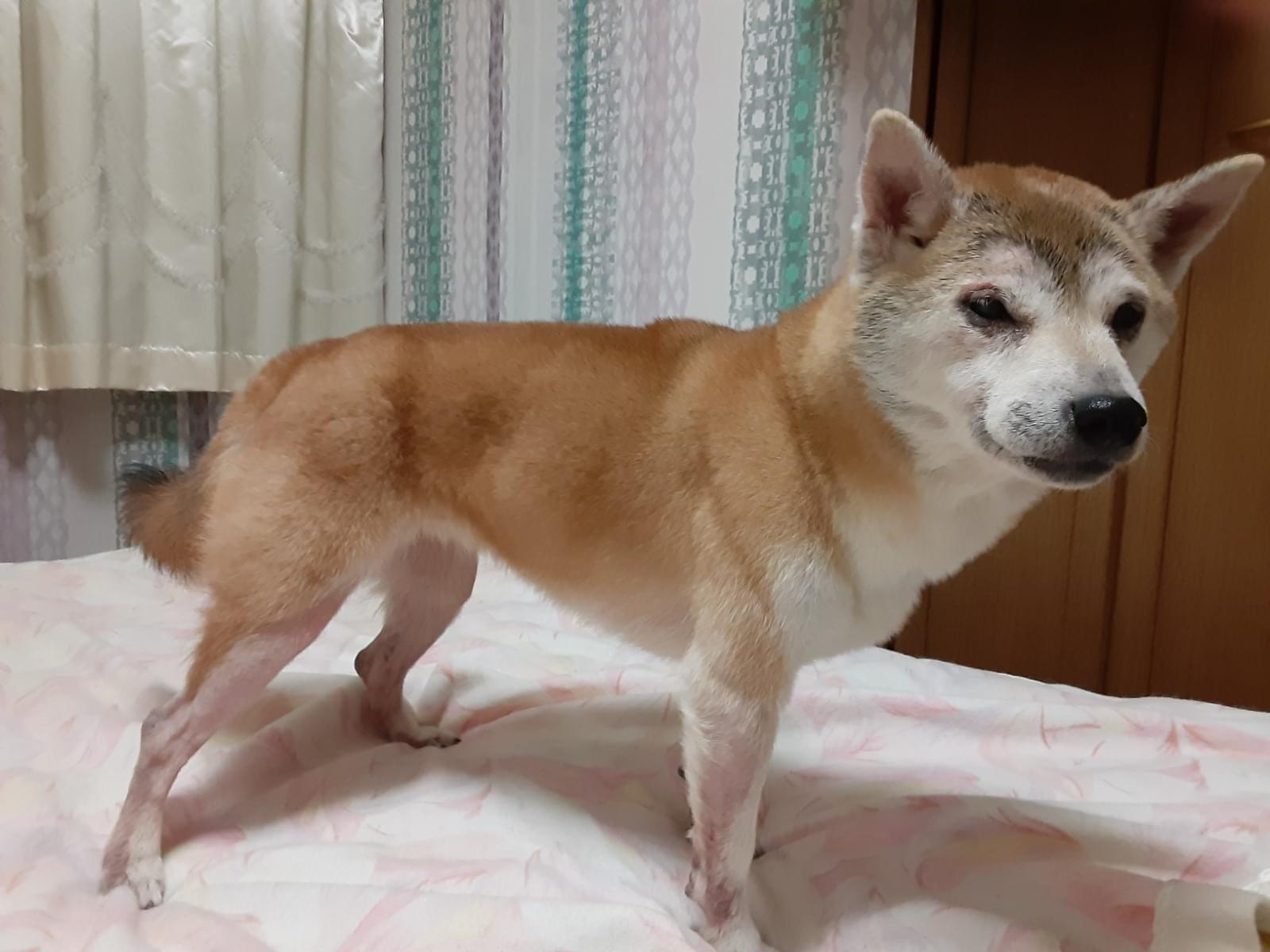 ぽきちゃん ぽきちゃん
