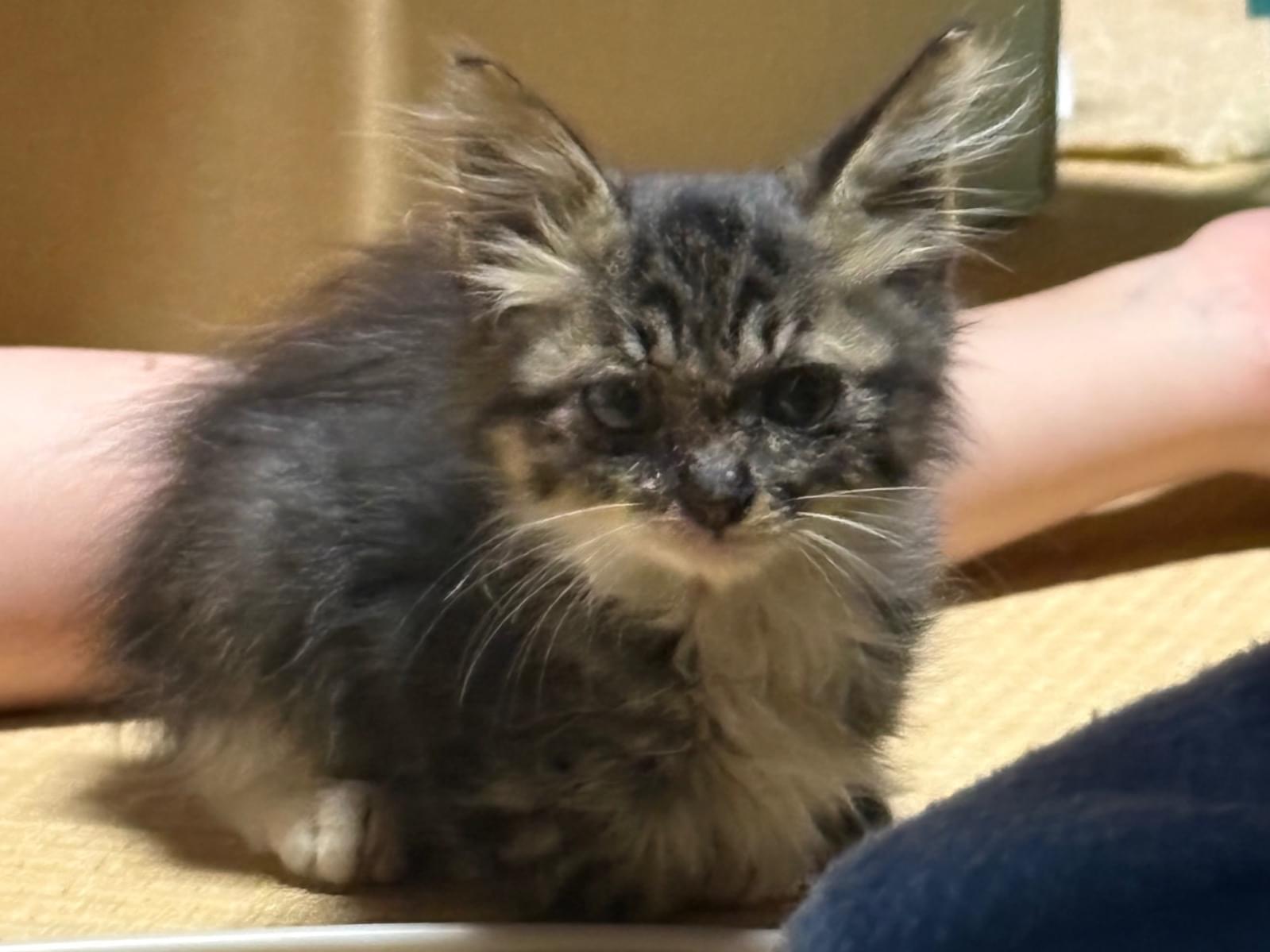 保護された猫 保護された猫