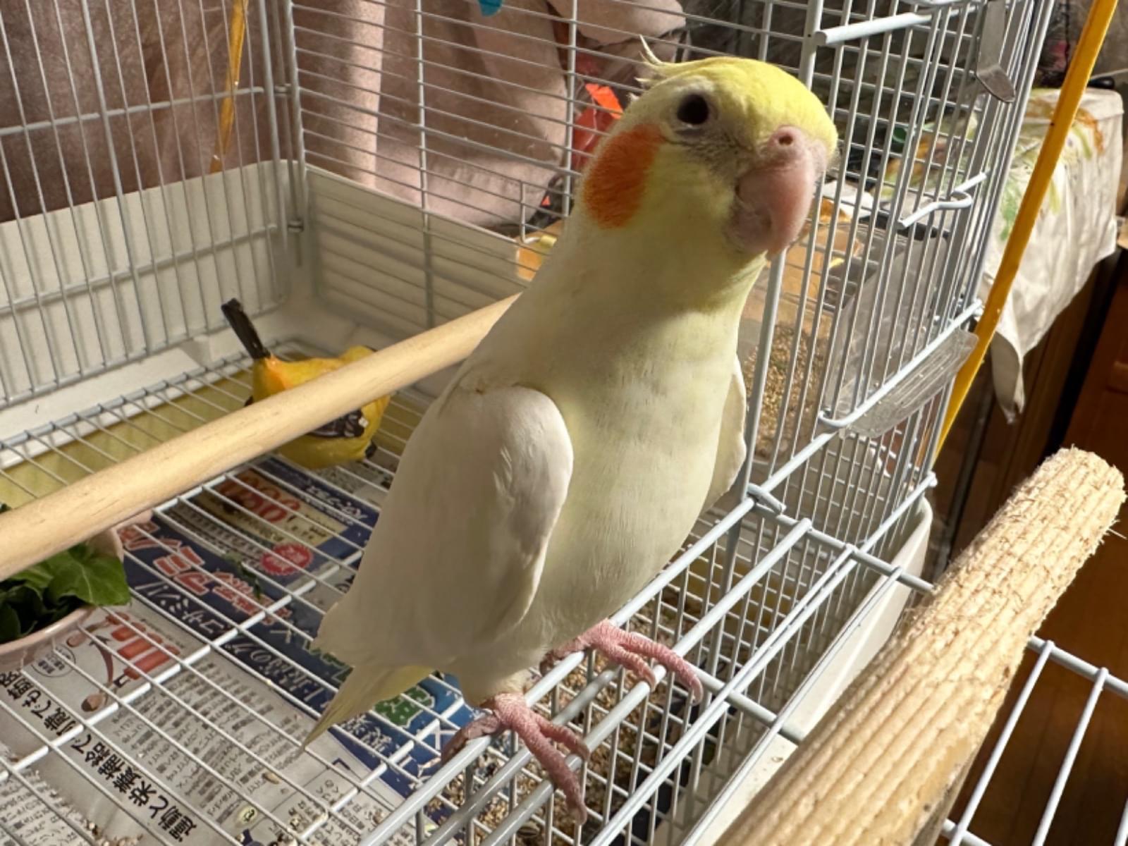 リボンちゃん リボンちゃん