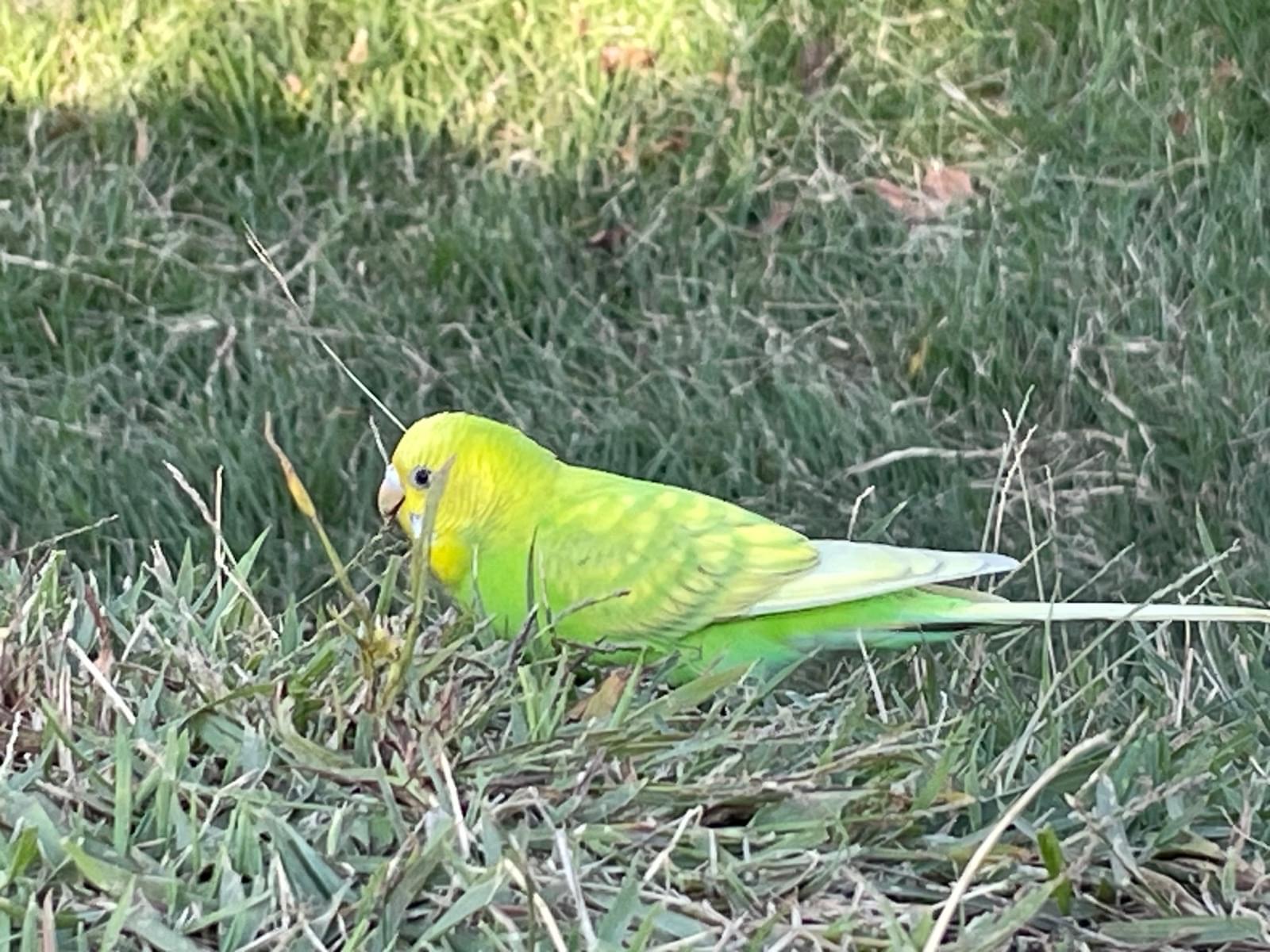目撃された鳥 目撃された鳥