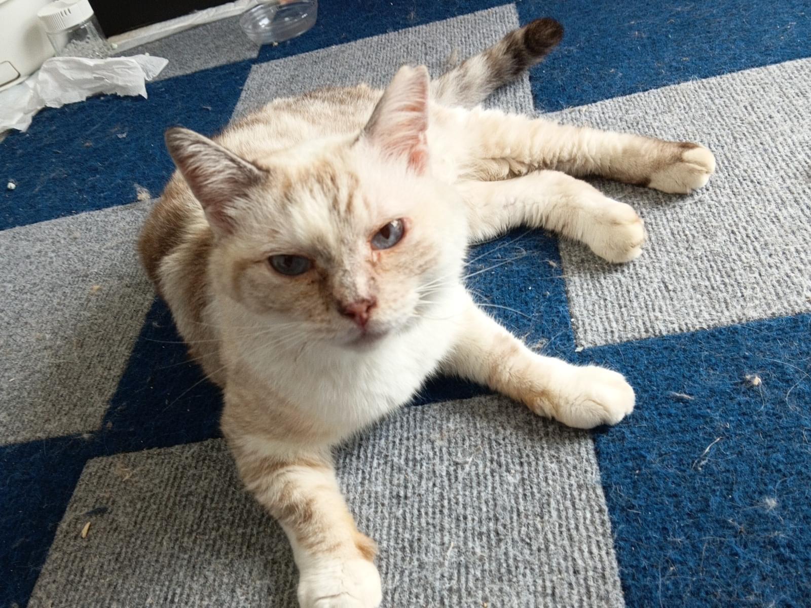 保護された猫 保護された猫
