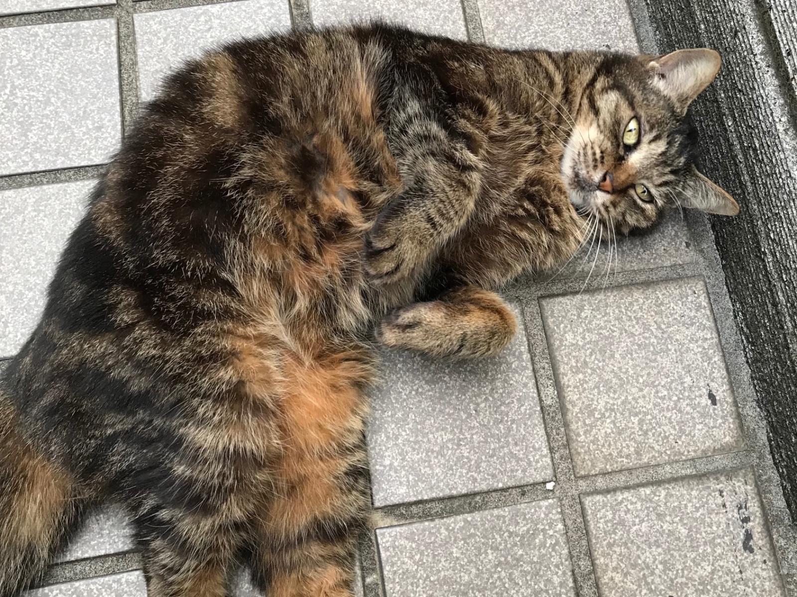 まるちゃん まるちゃん