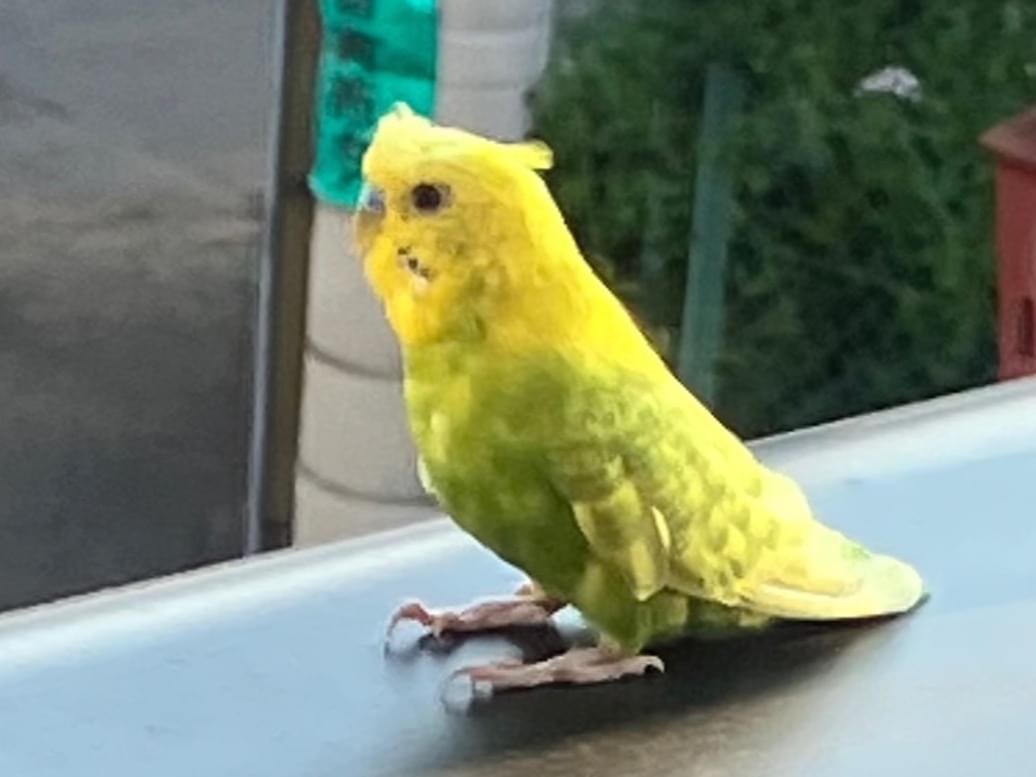 目撃された鳥 目撃された鳥