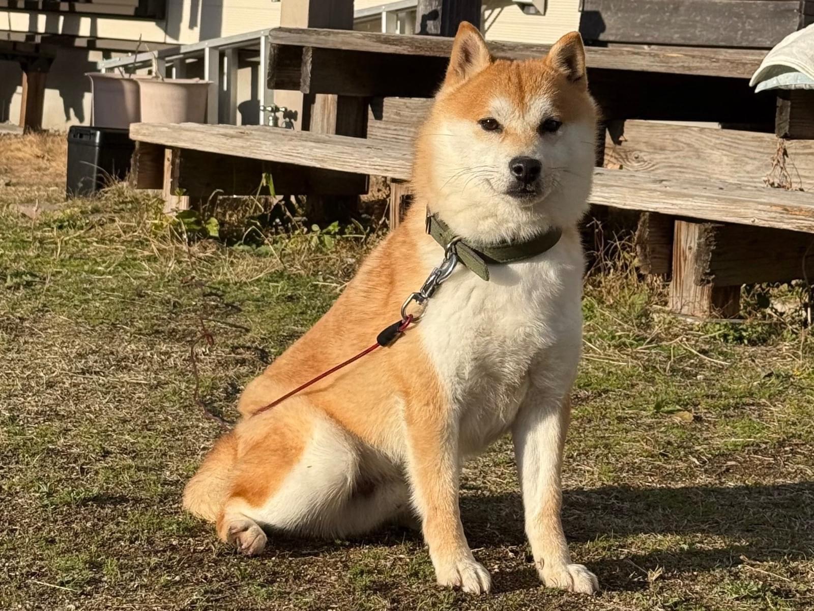大福ちゃん 大福ちゃん