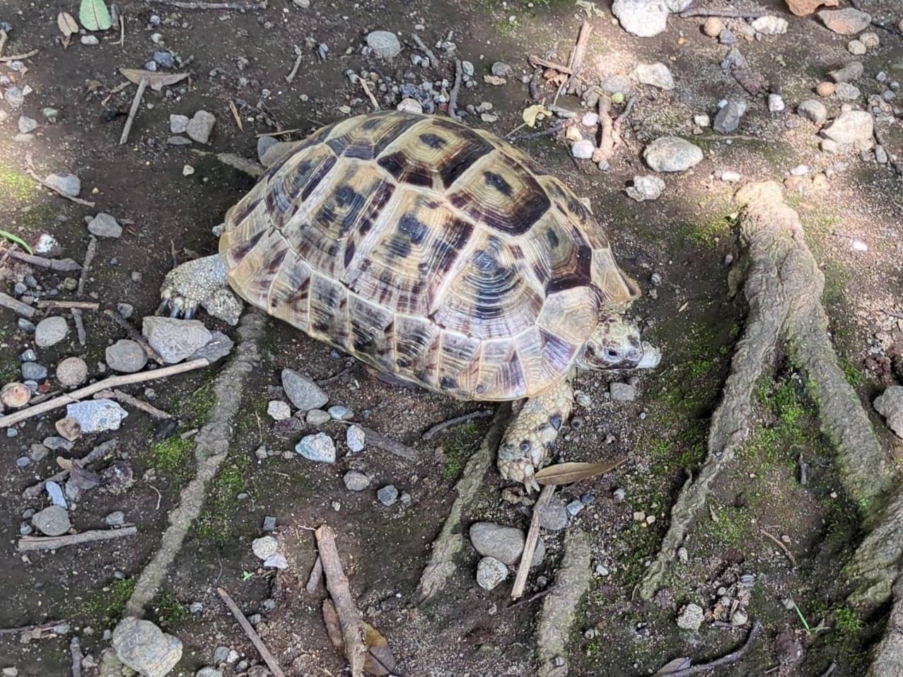 保護されたペット 保護されたペット