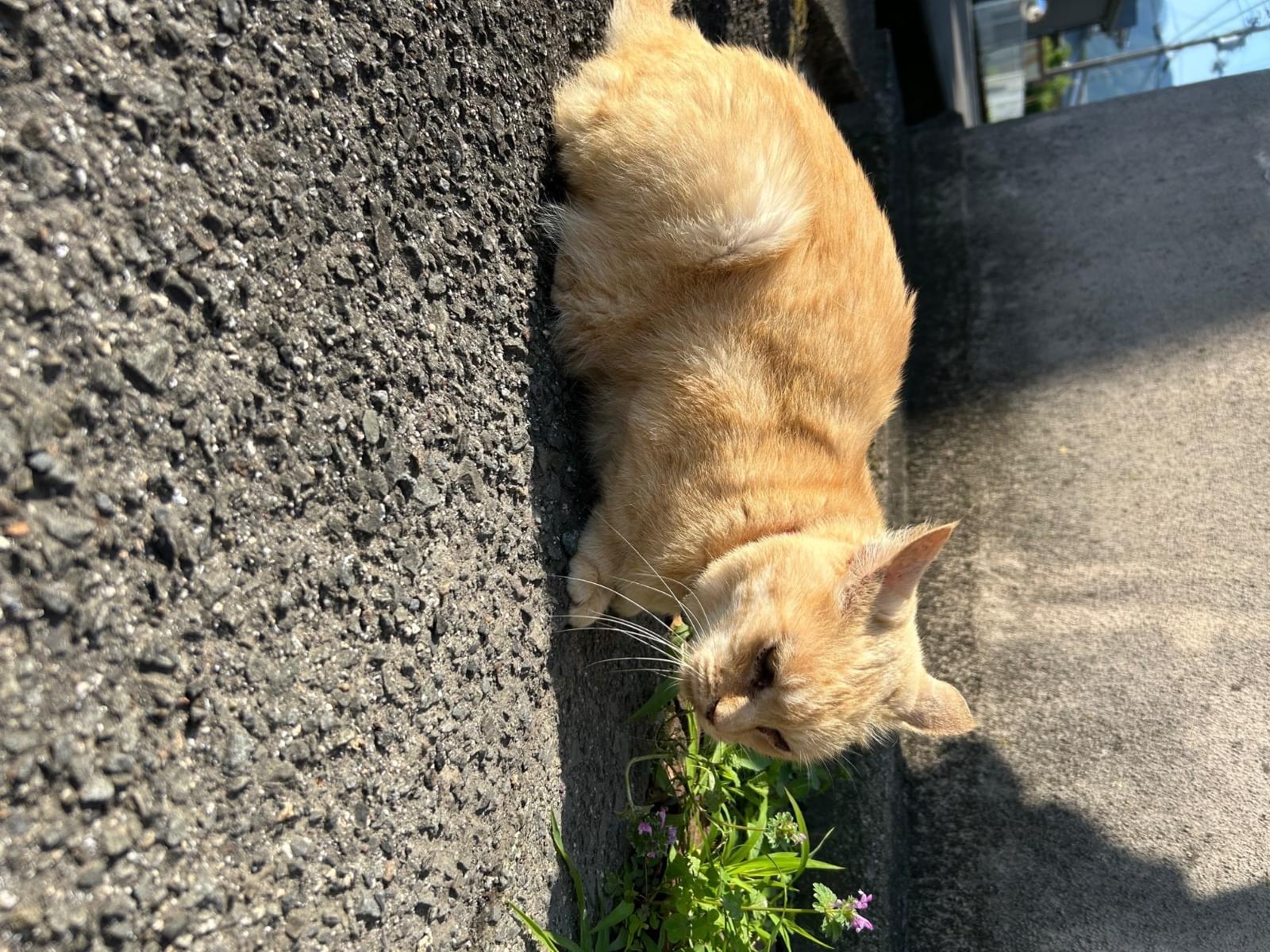 目撃された猫 目撃された猫