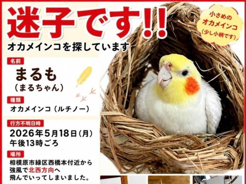 マルちゃん
