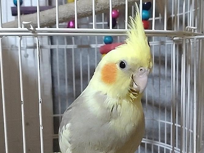 ちょむちゃん