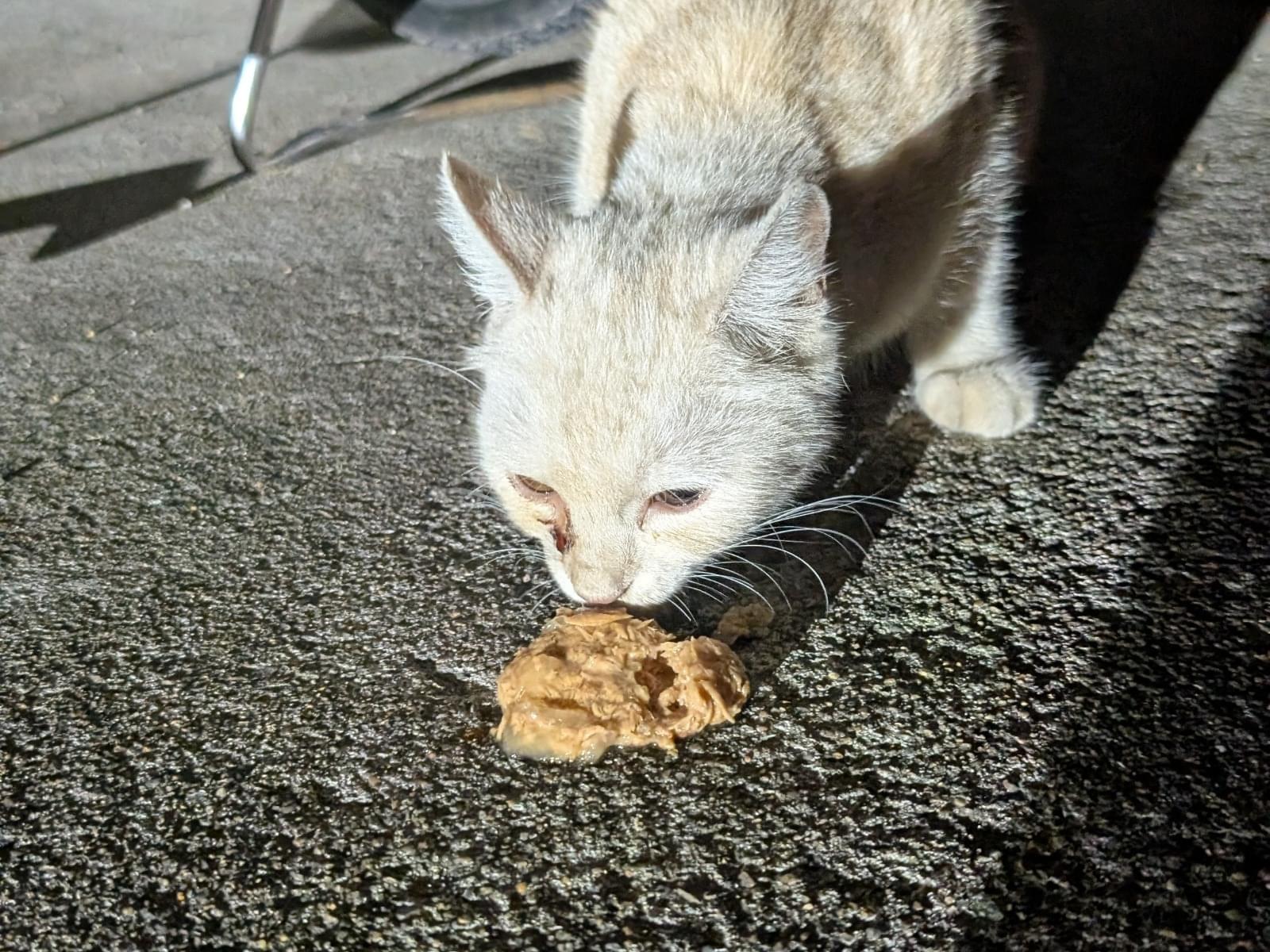目撃された猫 目撃された猫