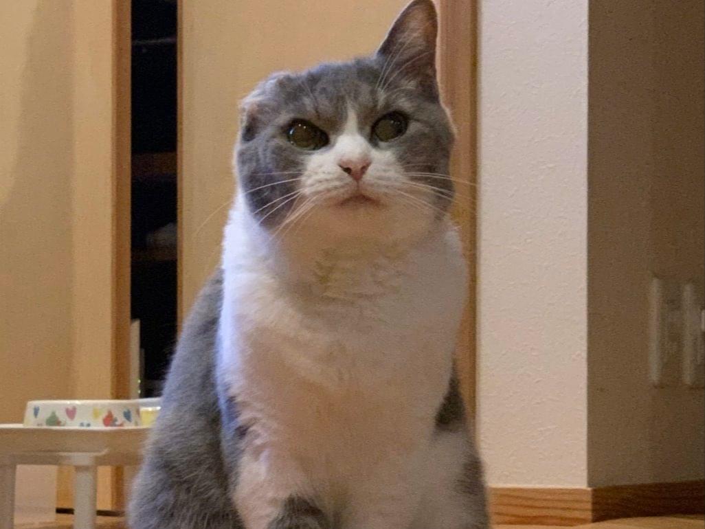 タマちゃん タマちゃん
