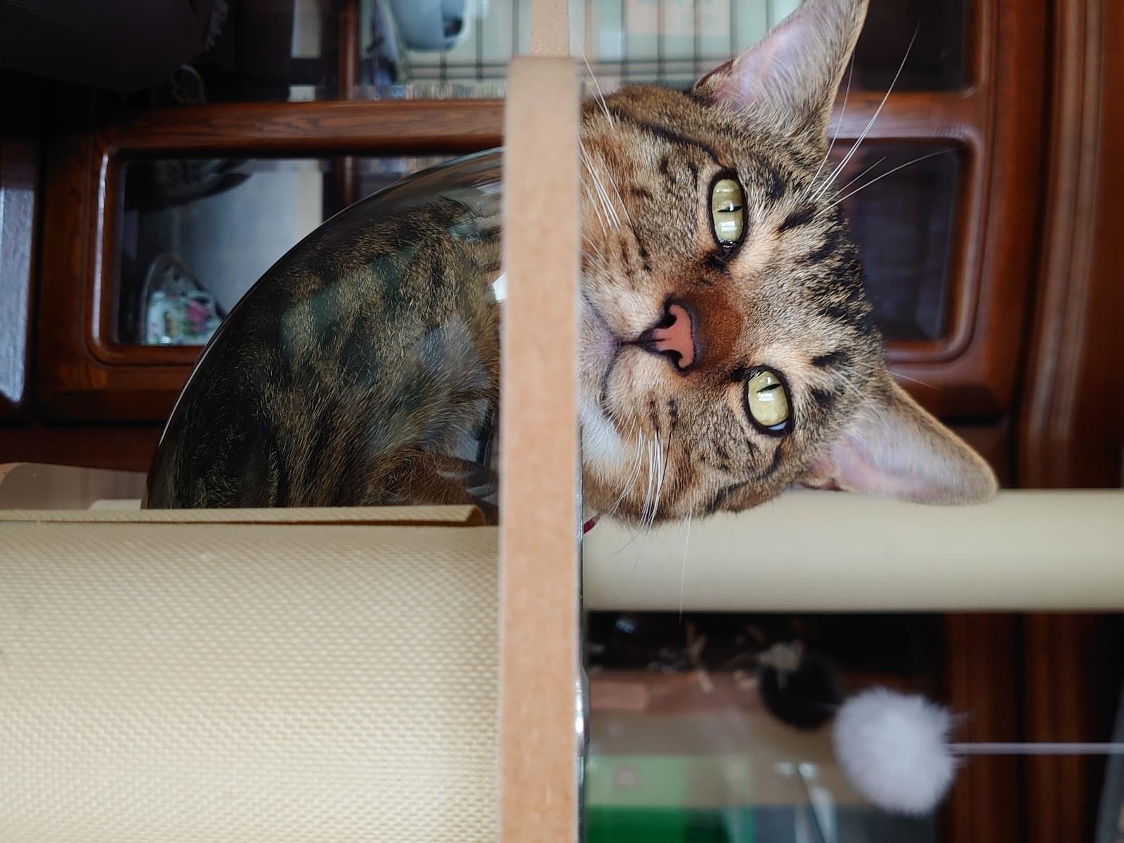 たまちゃん たまちゃん