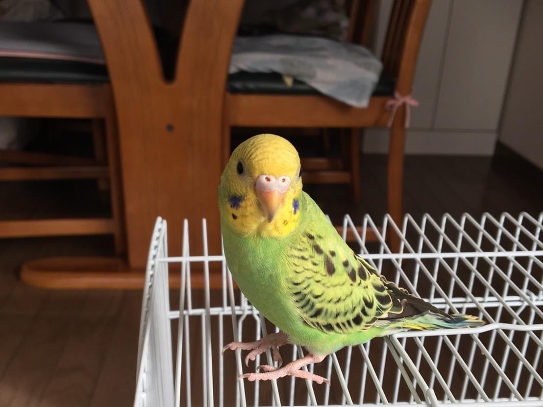 せろりちゃん せろりちゃん