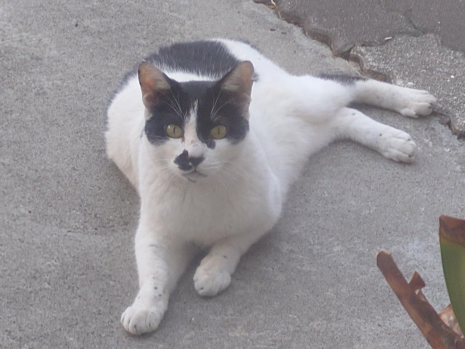 目撃された猫 目撃された猫