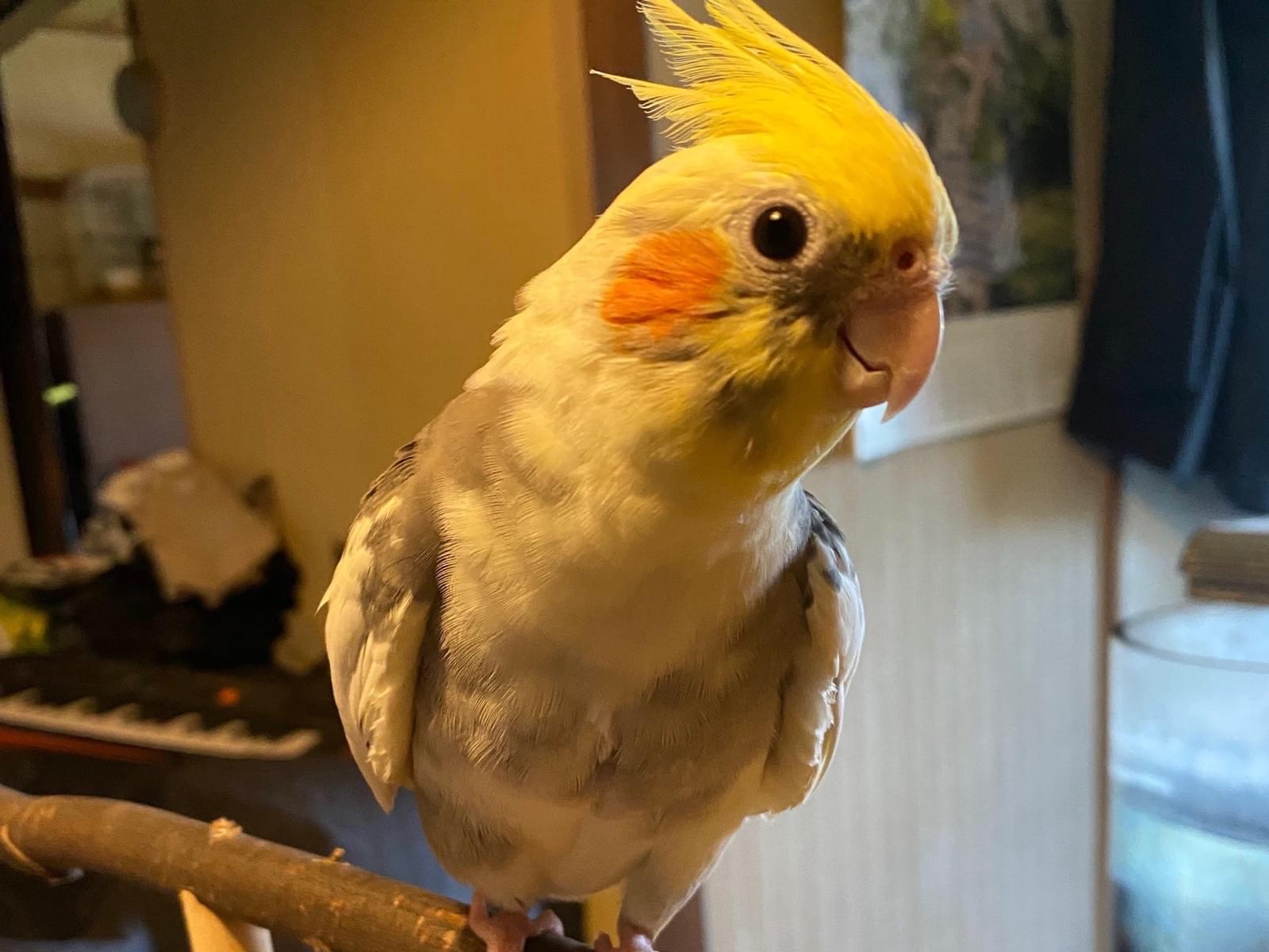 ぱぴちゃん ぱぴちゃん