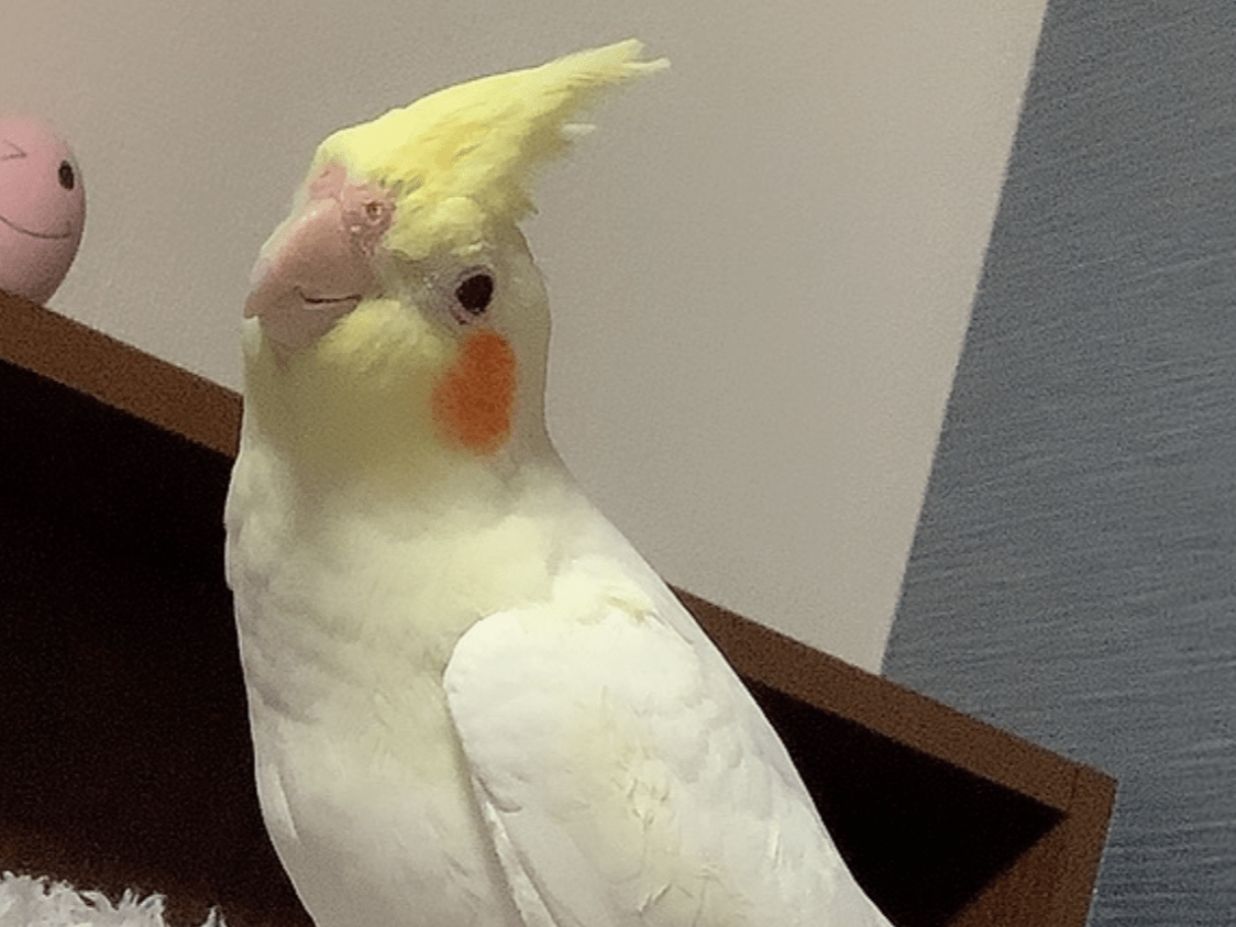 ちょこぼちゃん ちょこぼちゃん