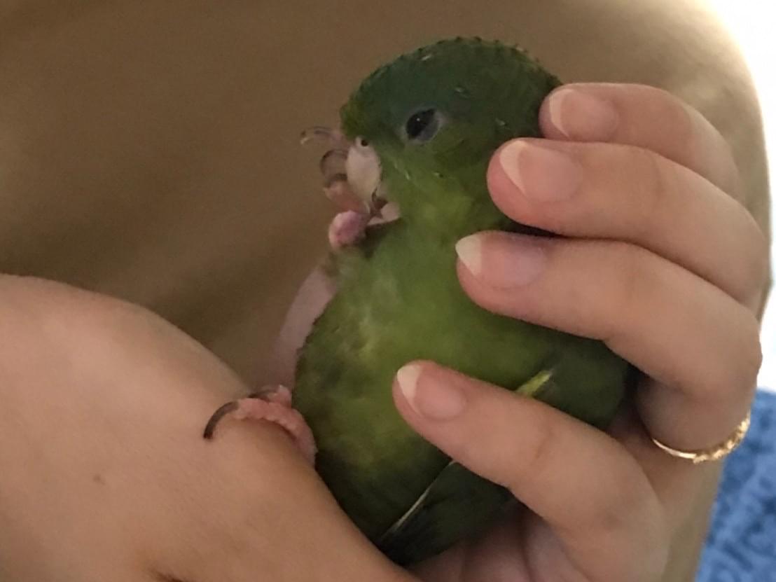 グリグリちゃん グリグリちゃん