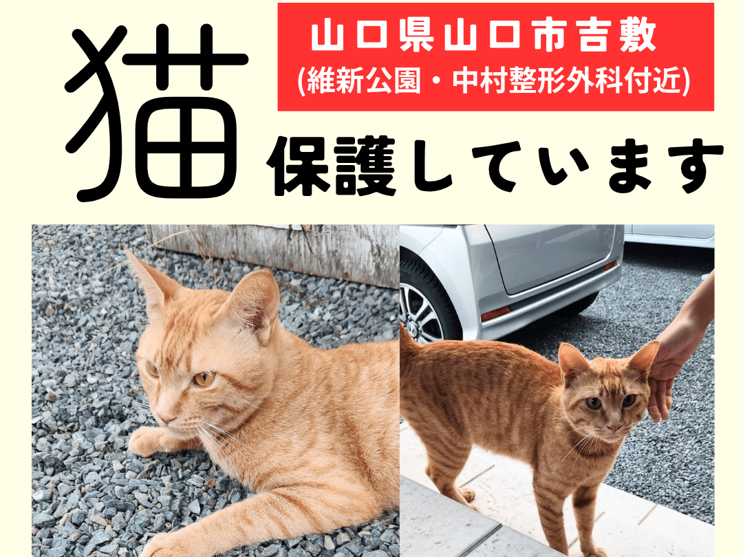 保護された猫 保護された猫