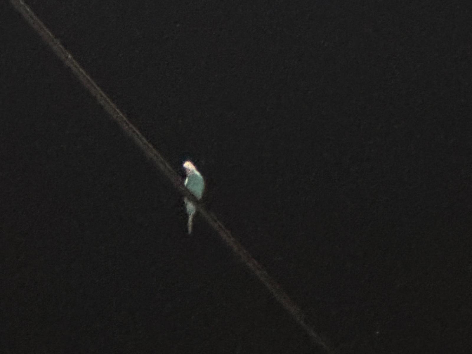 目撃された鳥 目撃された鳥