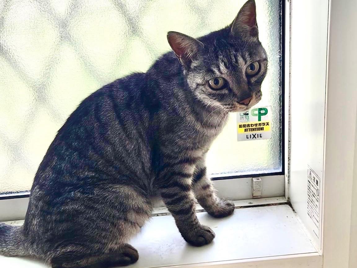 保護された猫 保護された猫