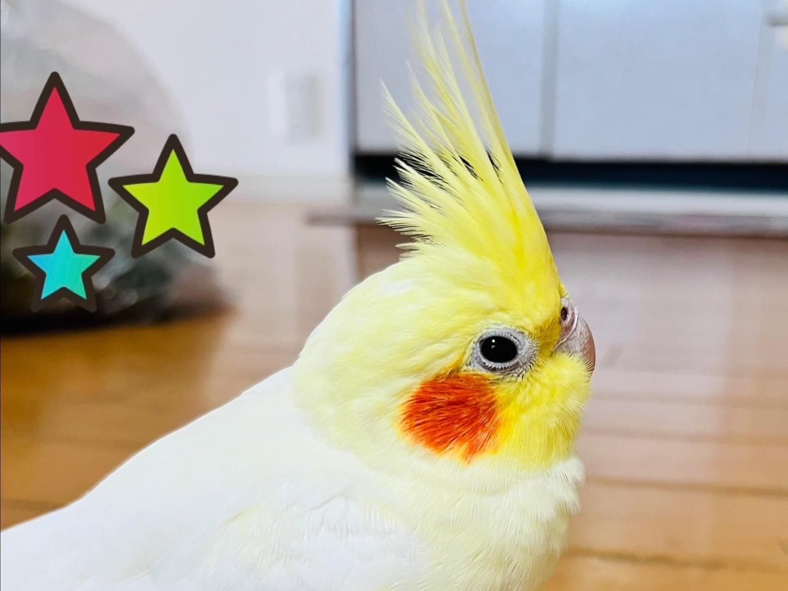 ルーちゃん ルーちゃん