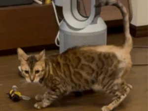 全国の迷子の猫 (5447件)