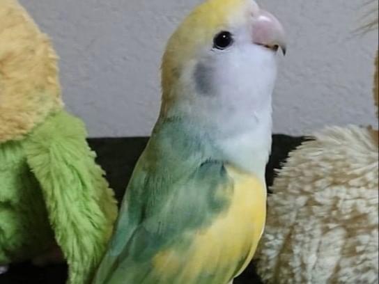 ラブちゃん ラブちゃん