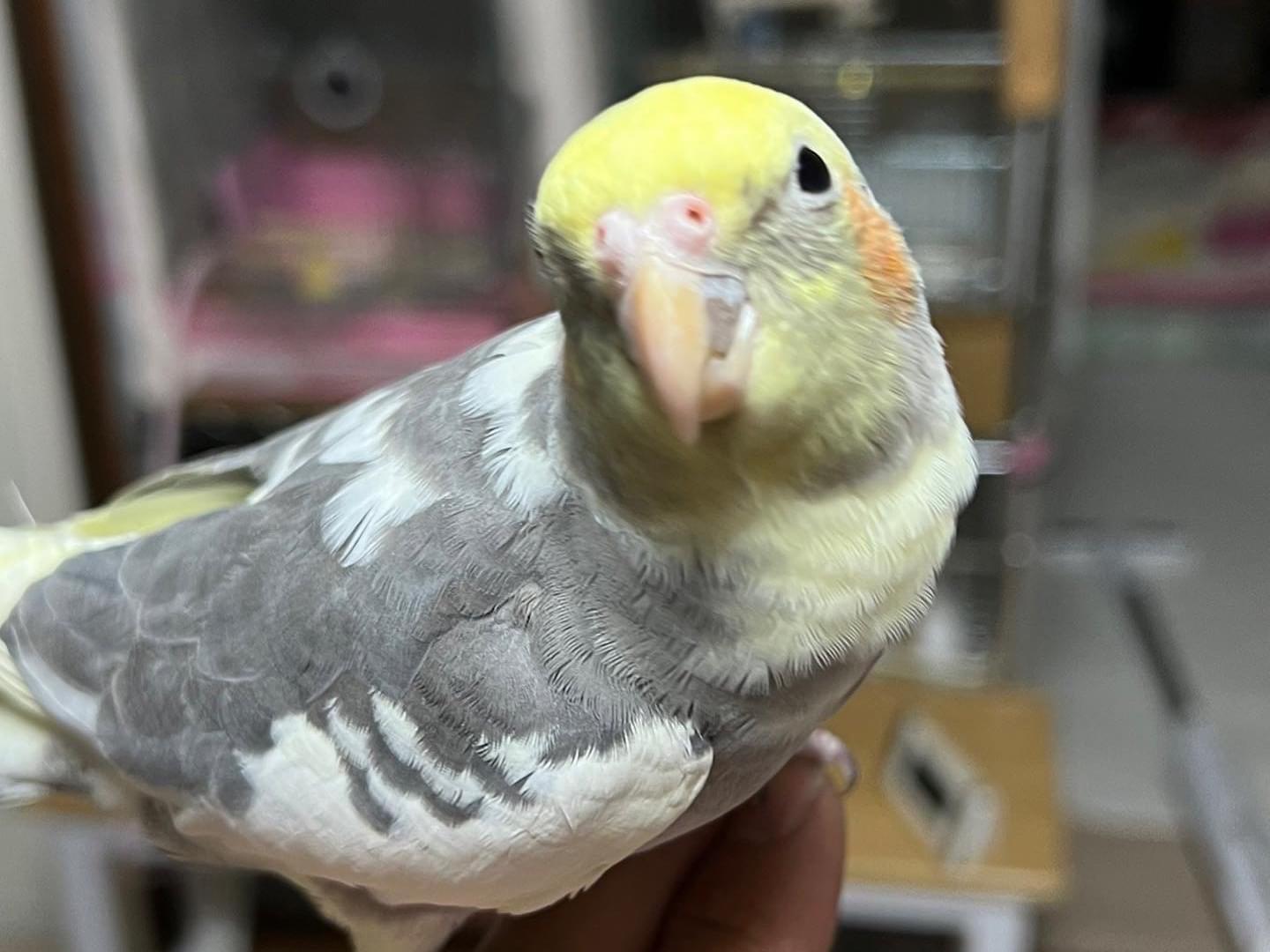 ポンズちゃん ポンズちゃん