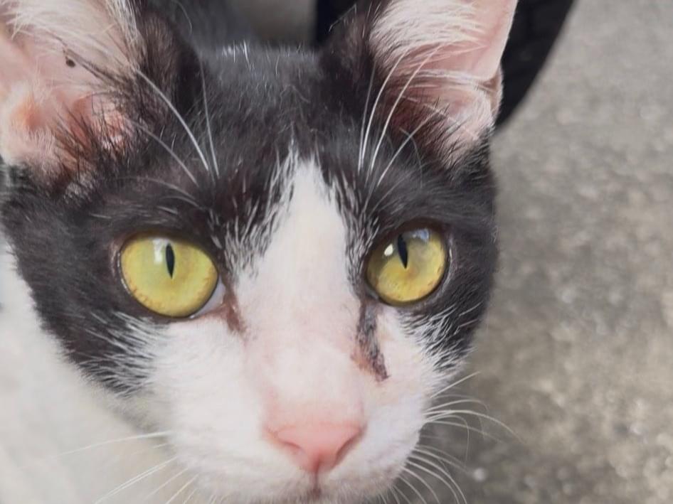 保護された猫