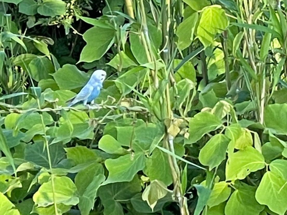 目撃された鳥 目撃された鳥