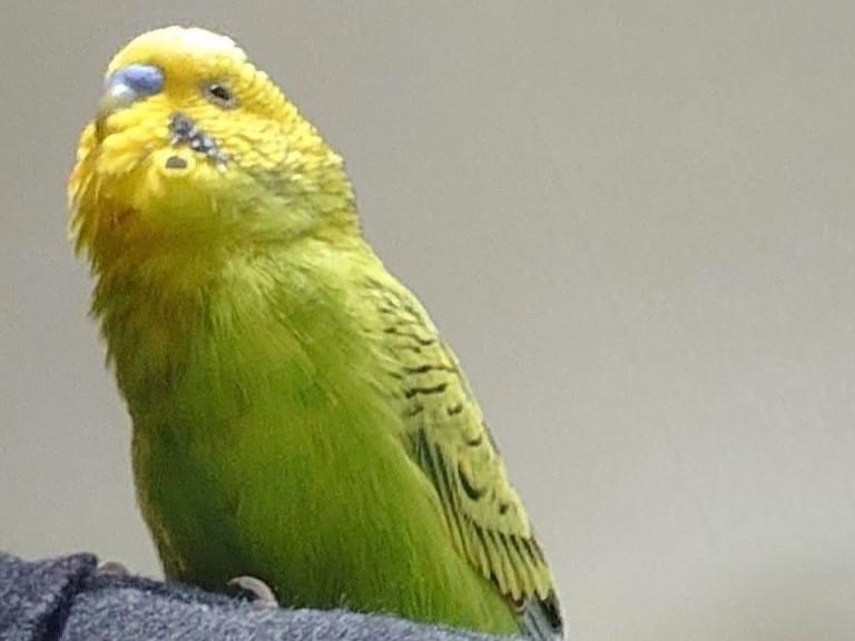 保護された鳥 保護された鳥