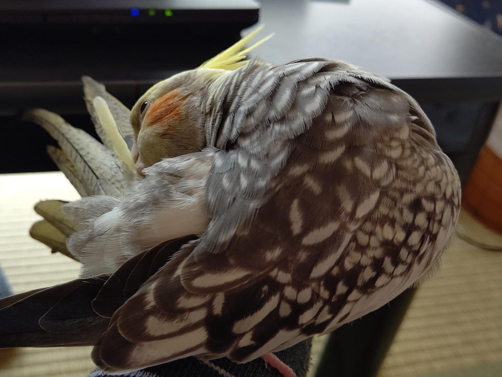 トポちゃん トポちゃん