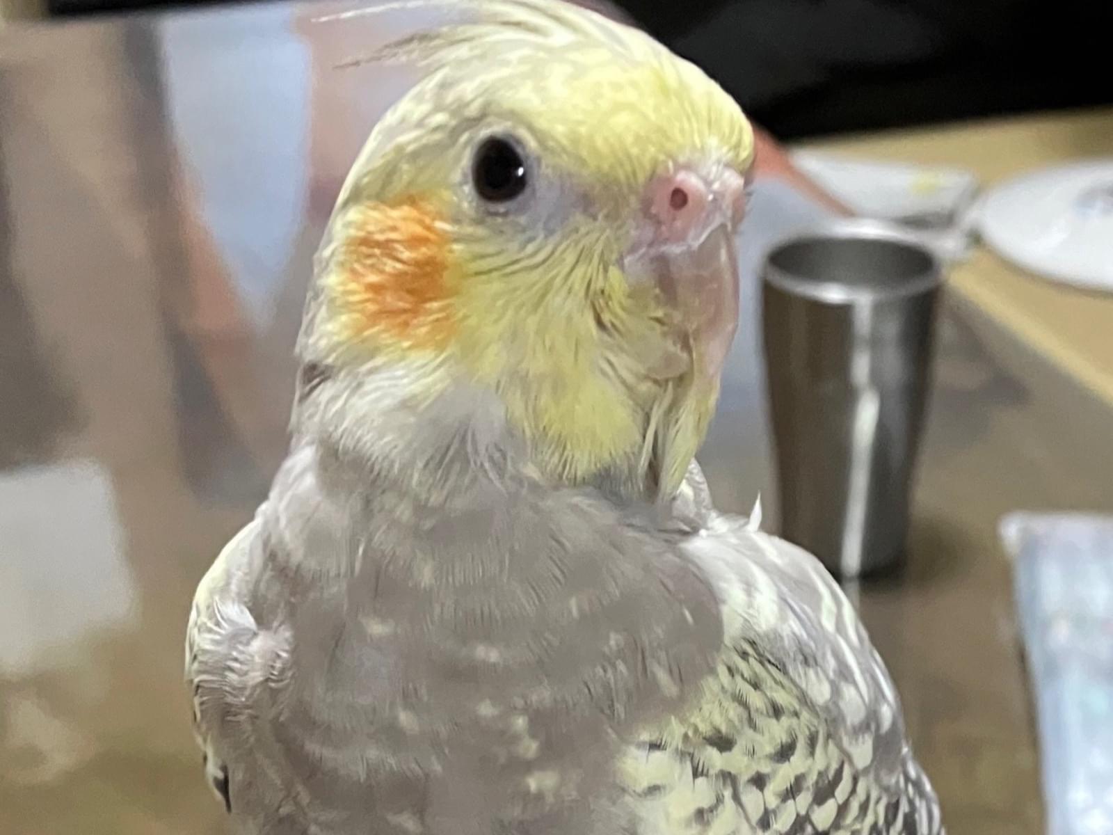 ごまちゃん ごまちゃん