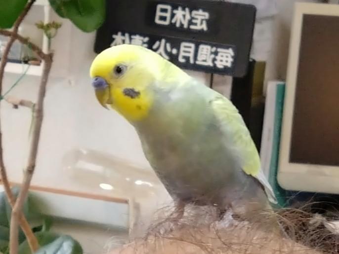 くぅちゃん くぅちゃん