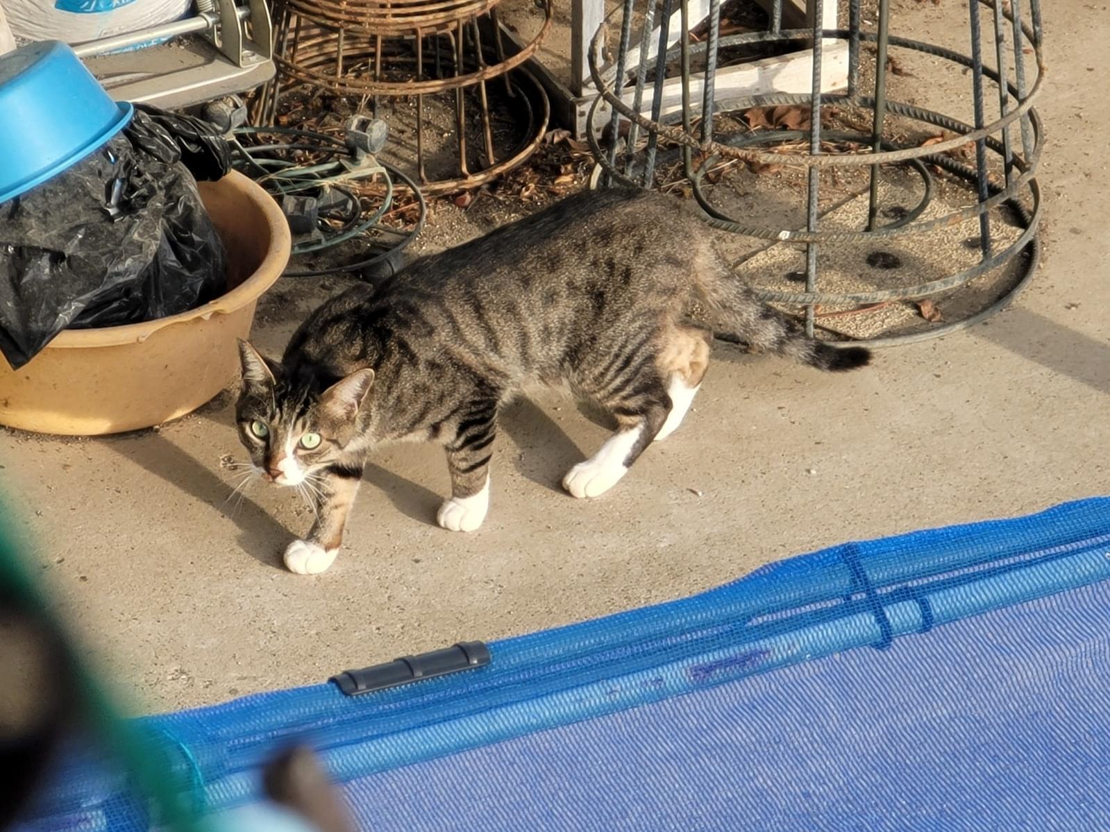 目撃された猫 目撃された猫