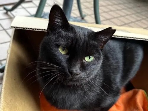 貝塚市:黒猫を探しています!