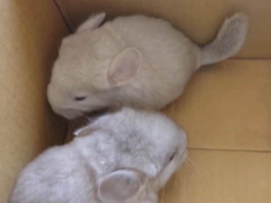保護されたペット 保護されたペット