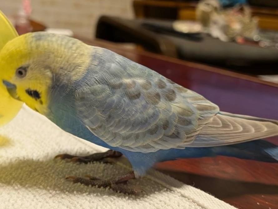 セキセイインコのくっぴーちゃん セキセイインコのくっぴーちゃん