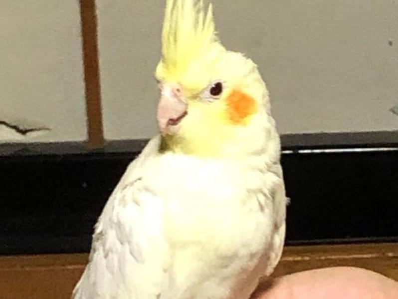 ココちゃん ココちゃん