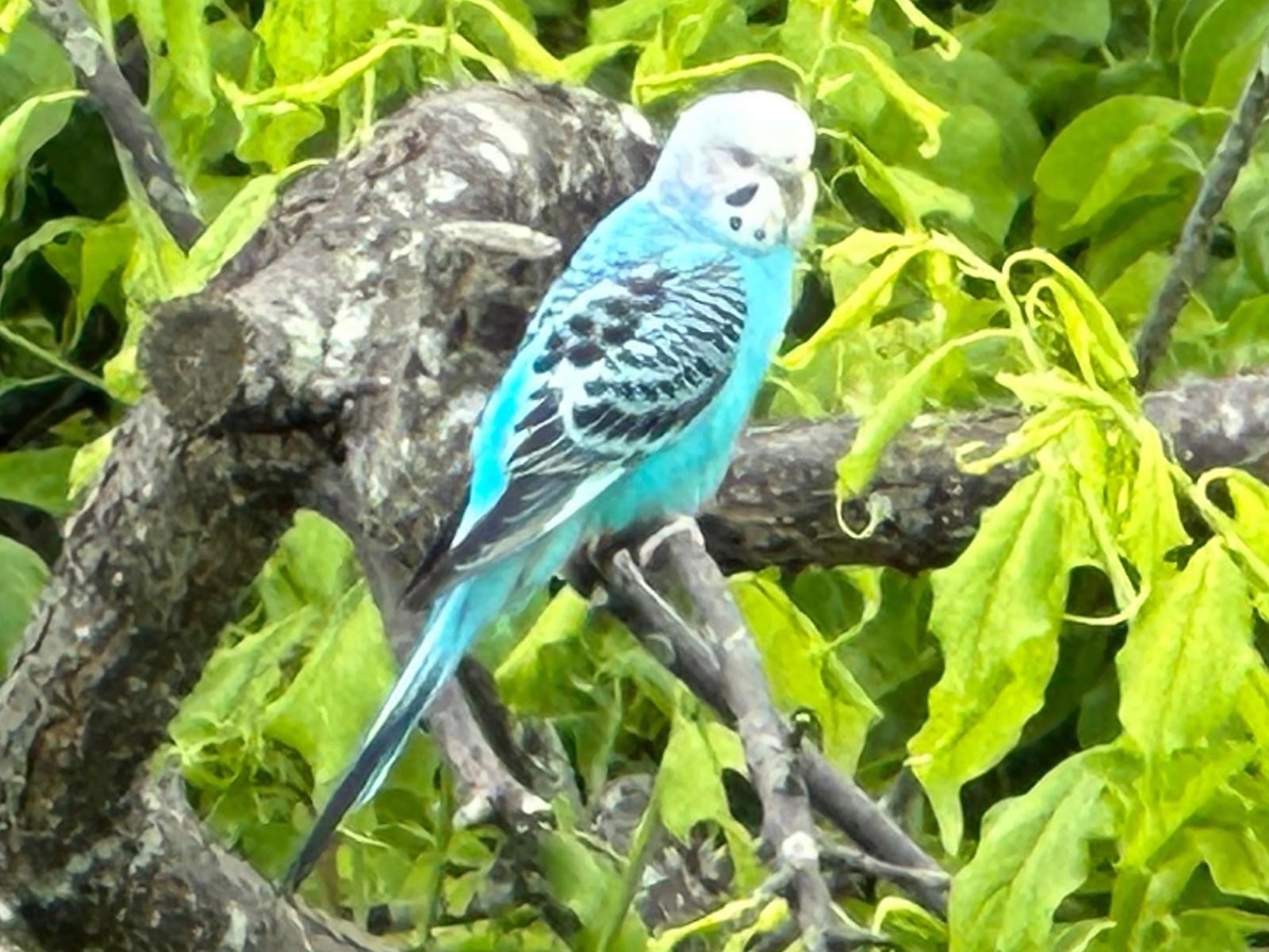 目撃された鳥 目撃された鳥