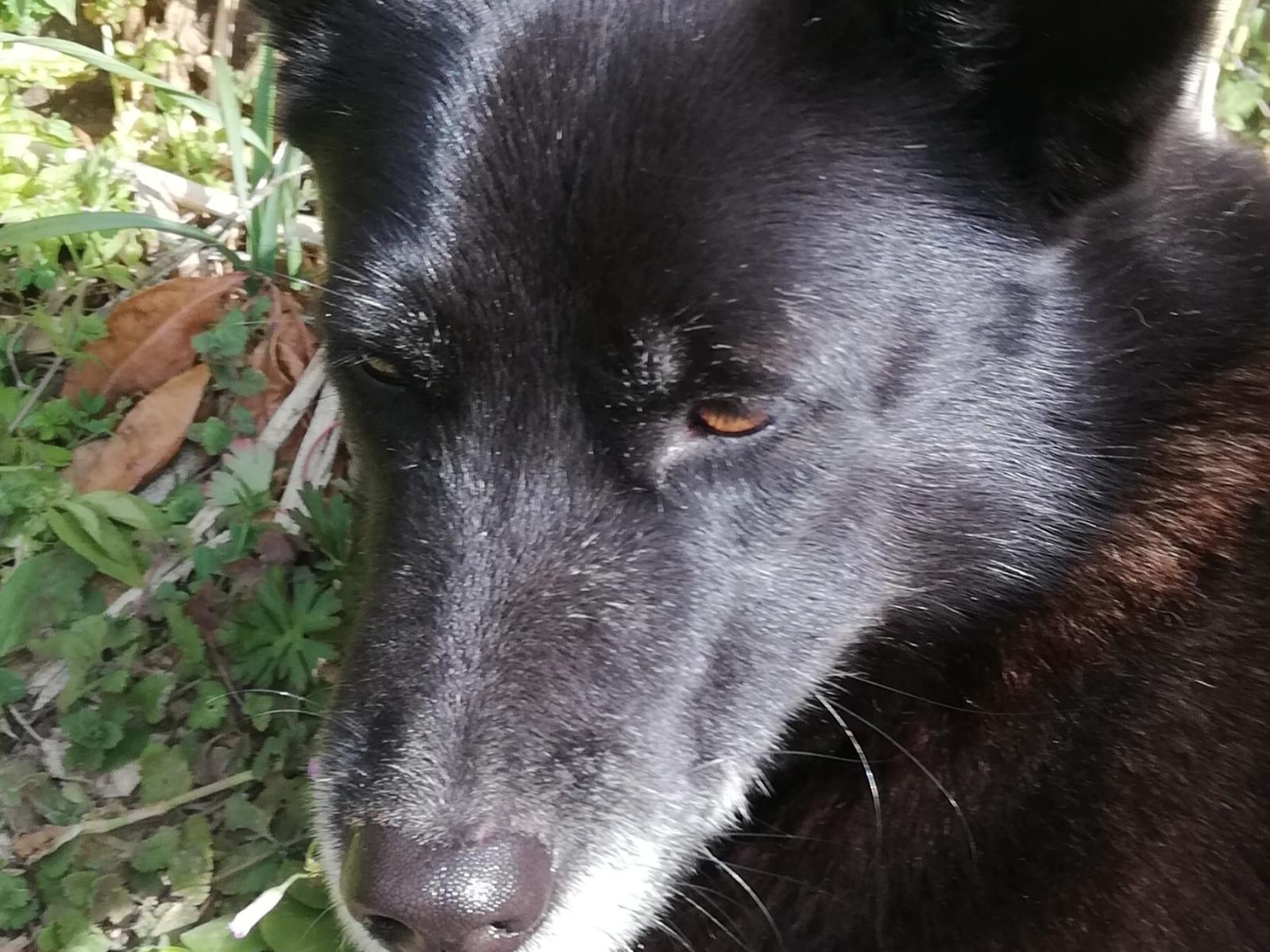 黒い犬を探してます