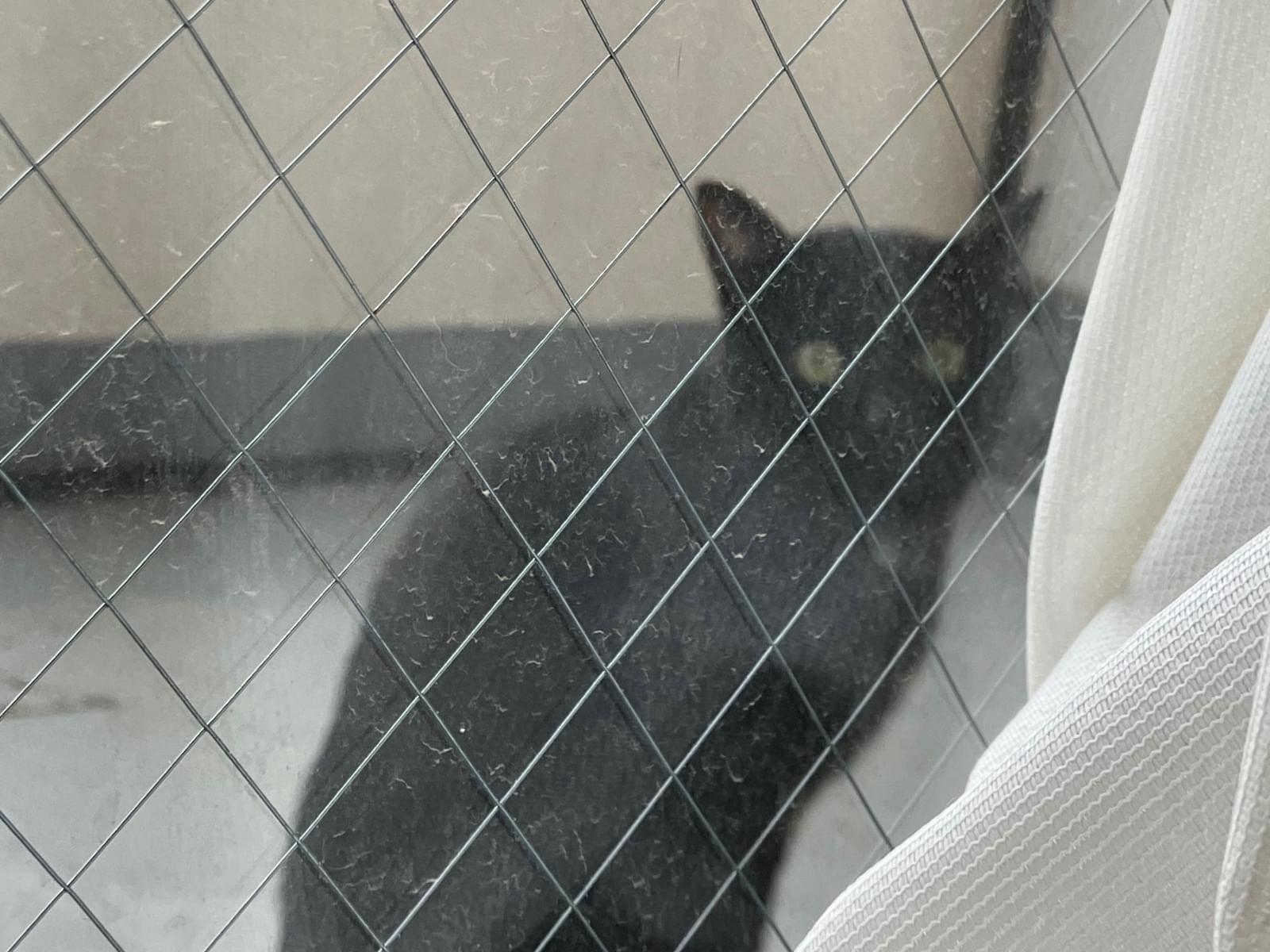 目撃された猫 目撃された猫