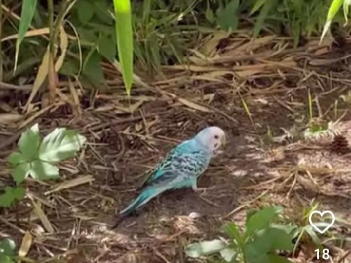 目撃された鳥 目撃された鳥